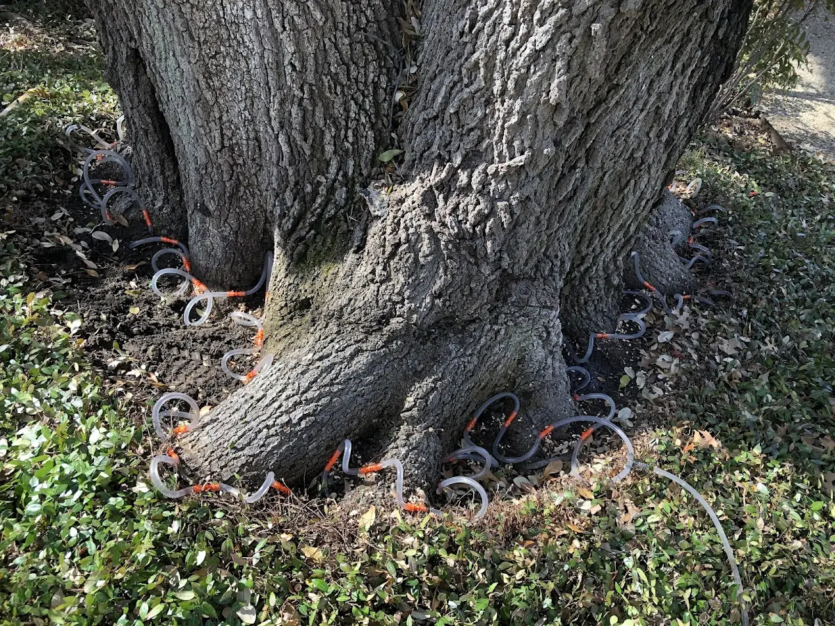Detailed Shrub and Hedge Trimming job site in Gayville