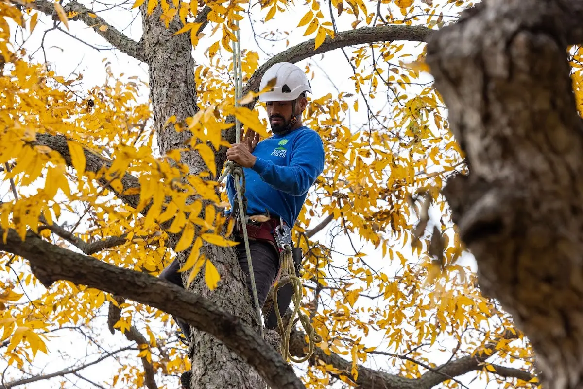 Skilled Tree Planting crew working in Gayville